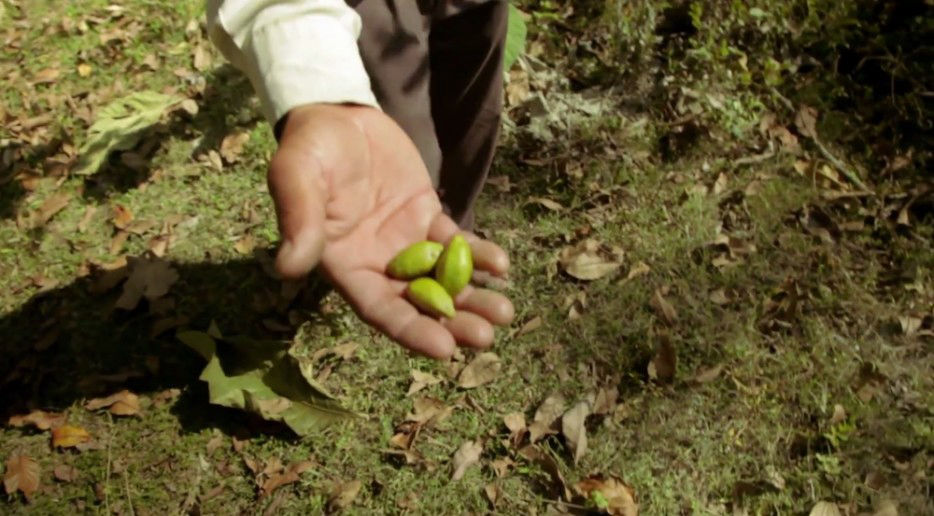 印度一島民堅持種樹35年，將550公頃荒島變森林--置頂表情