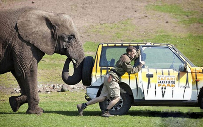 人類以外最聰明10大動物，烏鴉也能榜上有名--置頂表情