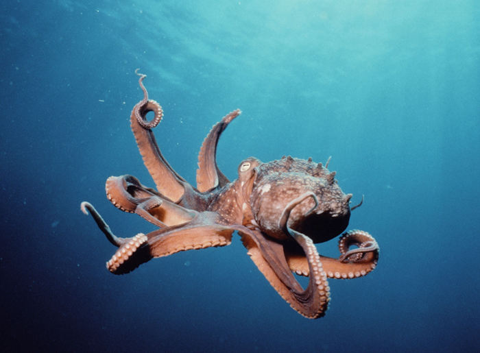 人類以外最聰明10大動物，烏鴉也能榜上有名--置頂表情