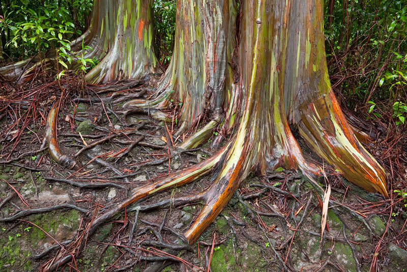8個與眾不同的森林，像來自外星球--置頂表情