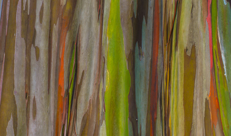 8個與眾不同的森林，像來自外星球--置頂表情