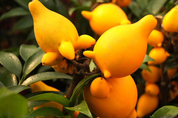 20種不常見但很好吃的怪異水果，非洲角瓜絕對是吃貨的追求--置頂表情