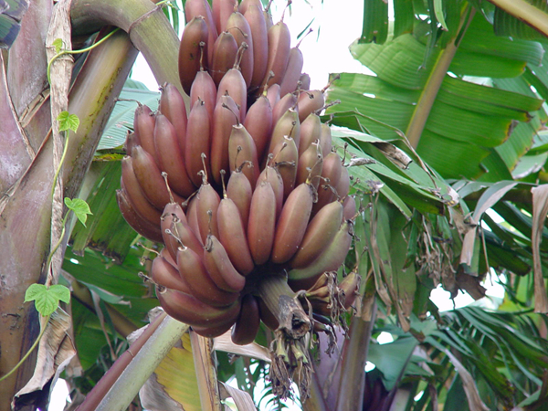 20種不常見但很好吃的怪異水果，非洲角瓜絕對是吃貨的追求--置頂表情