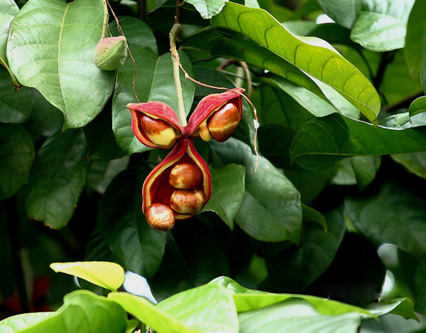 20種不常見但很好吃的怪異水果，非洲角瓜絕對是吃貨的追求--置頂表情