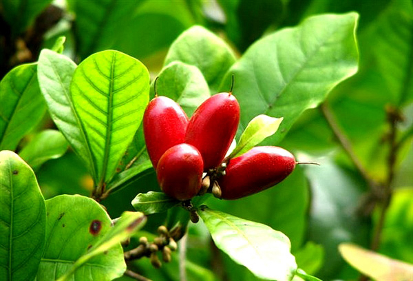 20種不常見但很好吃的怪異水果，非洲角瓜絕對是吃貨的追求--置頂表情