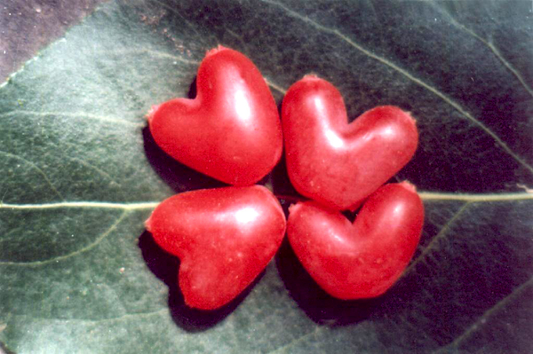 20種不常見但很好吃的怪異水果，非洲角瓜絕對是吃貨的追求--置頂表情